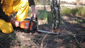 Best Tree Trimming and Pruning  in Buffalo, NY
