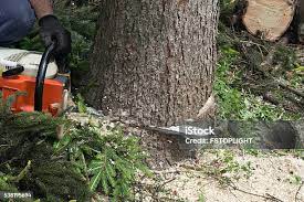 Professional Tree Care in Buffalo, NY