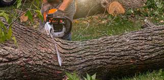 Best Palm Tree Trimming  in Buffalo, NY