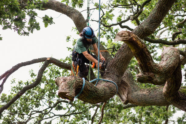 Best Tree Removal  in Buffalo, NY