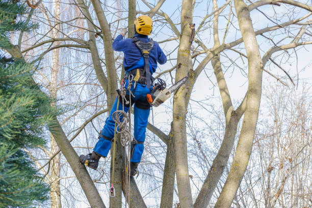 Best Tree Health Inspection  in Buffalo, NY