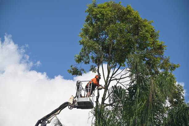 Best Storm Damage Tree Cleanup  in Buffalo, NY