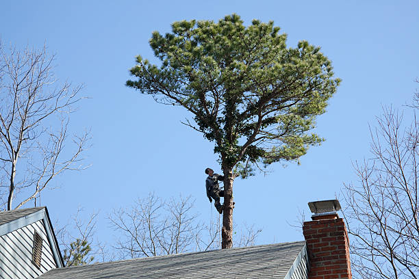 Reliable Buffalo, NY Tree Care Solutions