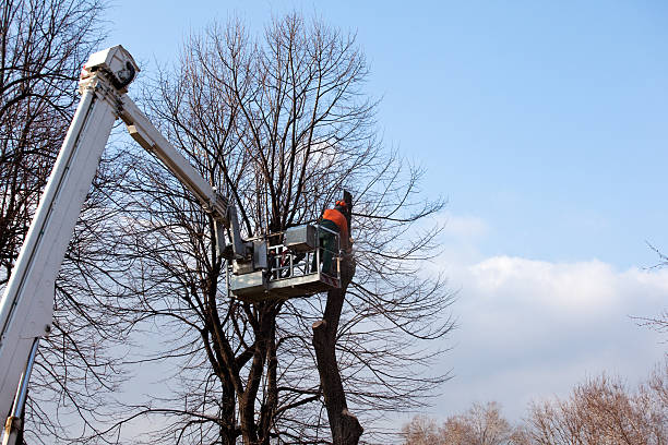 Best Tree Cabling and Bracing  in Buffalo, NY